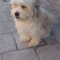 واگذاری|سگ|لامرد, |دیوار