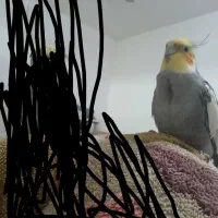 عروس پاریس گم کردم