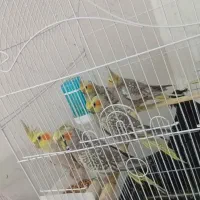 عروس هلندی گل باقالی