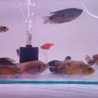 ۴عدد ماهی اوسکار مسی خارجی  تقریبا ۱۱ تا ۱۳ سانت