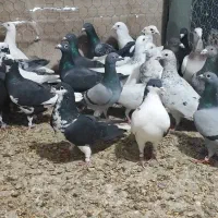 کفتر حریف کش