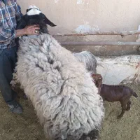 یک عدد قوچ شال