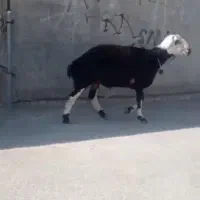 بره|حیوانات مزرعه|بروجرد, |دیوار