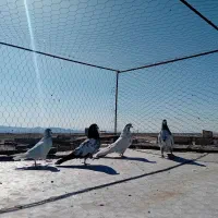 کبوتر دم سبز