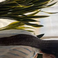 آموزش کراتین