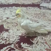 گمشده|حیوانات|ارومیه, |دیوار