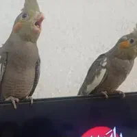 عروس هلندی