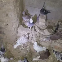 کبوتر|پرنده|جلگه ماژان, |دیوار