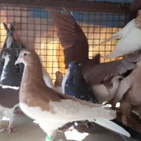 کبوتر|پرنده|شیراز, کوشک میدان|دیوار