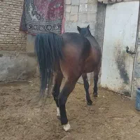 مادیان‌کرد‌۷سال