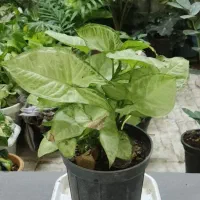 آپارتمانتو با این گلها زیباتر کن|گل و گیاه طبیعی|شاهینشهر, خبرنگار|دیوار