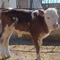 گوساله سیمنتال ماده