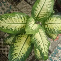 فروش دیفن و موسی در گهواره
