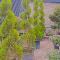 نخل|گل و گیاه طبیعی|مشهد, فرهنگ|دیوار