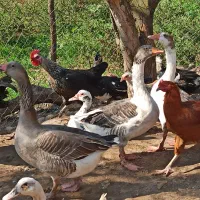 اردک خروس غاز|حیوانات مزرعه|قائم‌شهر, |دیوار