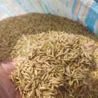 برنج طارم فریدونکنار کشت دوم خرید مستقیم از کشاورز|خوردنی و آشامیدنی|فریدونکنار, |دیوار