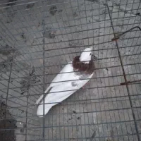 کفتر ماده|پرنده|جوانرود, |دیوار