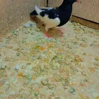 کفتر|پرنده|تربت‌حیدریه, ده پائین|دیوار