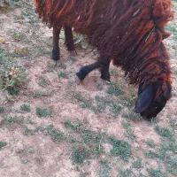 گوسفند گوشتی