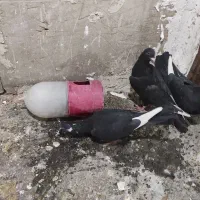 کفتر.تهرانی. شهرستانی.قرسوی|پرنده|فشاپویه, |دیوار