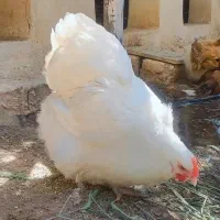 تخم نطفه دار اورپینگتون و ویاندوت|حیوانات مزرعه|تهران, جی|دیوار