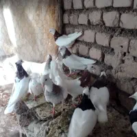 کبوتر