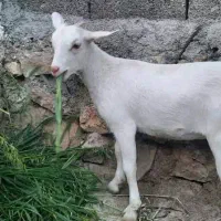 فروش گوسفند