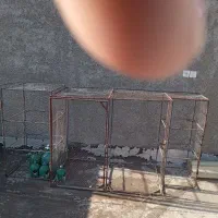 جای کبوتر