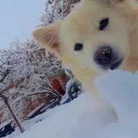 سگ پاپی خوشکل