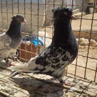 کفتر بهبهانی نر|پرنده|شیراز, کفترک|دیوار
