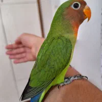 طوطی کوتوله برزیلی/دستی/نر/سخنگو