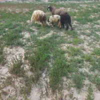 میش بره دار