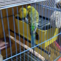 پرنده مرغ عشق جفت با قفس