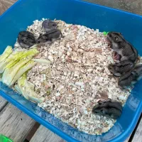 همستر مینیاتوری