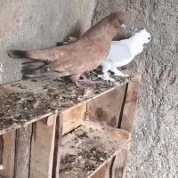 نر کله ای طلایی بزرگ|پرنده|بندر دیر, |دیوار