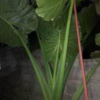 گل تزئینی(بابا آدم)