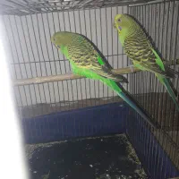 یک جفت مرغ عشق مولد دره شهر