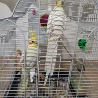 نر و ماده لوتینو|پرنده|فردوسیه, |دیوار