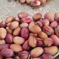 پسته امسالی