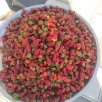 توت فرنگی محلی شیرین عمده