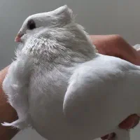 ماده شامی (نوک ریز) سینه فر معاوضه اصفهانی|پرنده|اصفهان, محله سفلی|دیوار