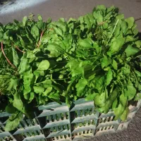 فروش سبزی خوردن|خوردنی و آشامیدنی|بابل, |دیوار