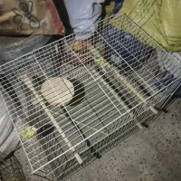 صندلی ومیز خاطره قفس پرنده