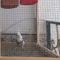 عروس هلندی گمشده