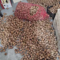 گردو|خوردنی و آشامیدنی|مشهد, شهید علی محمدی|دیوار