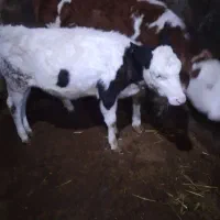 گاو و گوساله