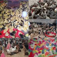جوجه رنگی ،رسمی ،اردک