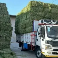 یونجه انباری و امسالی و علفی