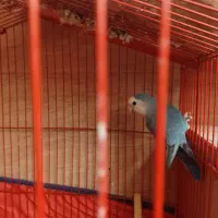 کوتوله اوپال نر