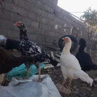 فروش تخم نطفه دار تازه مرغ لاری اوشامو و افغان